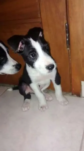 Cachorro ra a SRD idade 2 a 6 meses nome Bóris