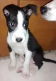 Bóris