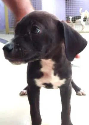 Cachorro raça SRD idade Abaixo de 2 meses nome Sem nome