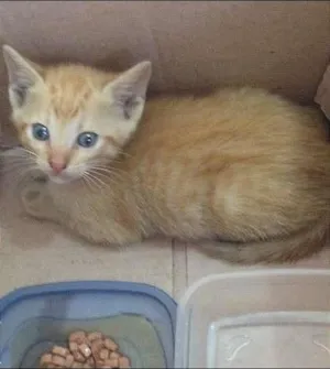 Gato raça indefinida idade 2 a 6 meses nome Fisk