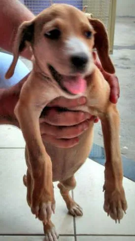 Cachorro raça SRD idade 2 a 6 meses nome Sem nome