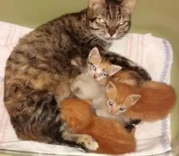 Gato raça  idade Abaixo de 2 meses nome 04 filhotinhos