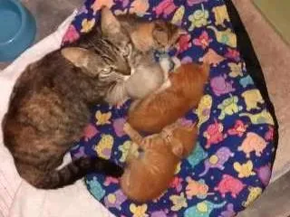 Gato raça  idade Abaixo de 2 meses nome 04 filhotinhos