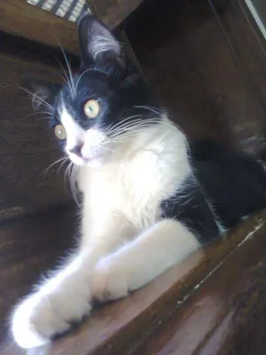 Gato raça  idade 1 ano nome Sofia