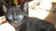Gatinhos