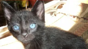 Gato raça Gato idade Abaixo de 2 meses nome Gatinhos