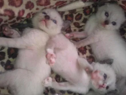 Gato ra a Gato idade Abaixo de 2 meses nome Gatinhos