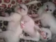 Gatinhos