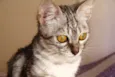 Cora