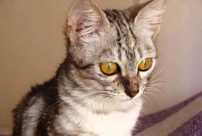 Gato ra a SRD idade 7 a 11 meses nome Cora