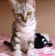 Cora