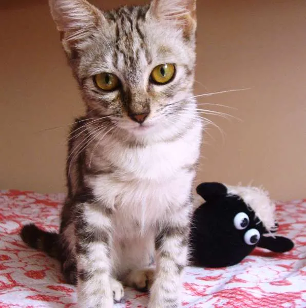 Gato ra a SRD idade 7 a 11 meses nome Cora