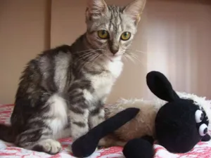Gato raça SRD idade 7 a 11 meses nome Cora