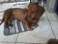 Basset