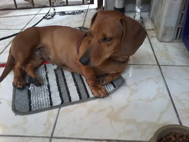 Cachorro ra a Basset-Cofap idade 1 ano nome Basset