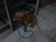 Basset