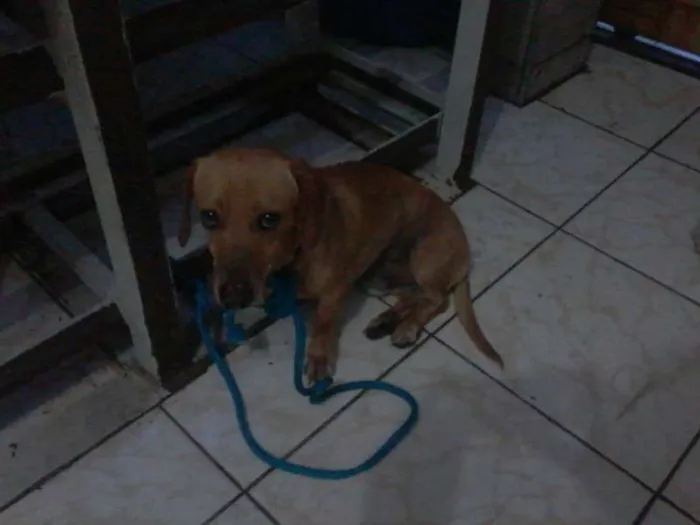 Cachorro ra a Basset-Cofap idade 1 ano nome Basset