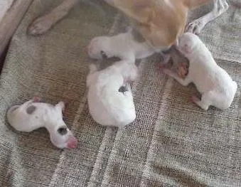 Gato raça Vira-lata idade Abaixo de 2 meses nome Não tem nome