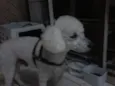 POODLE ROY