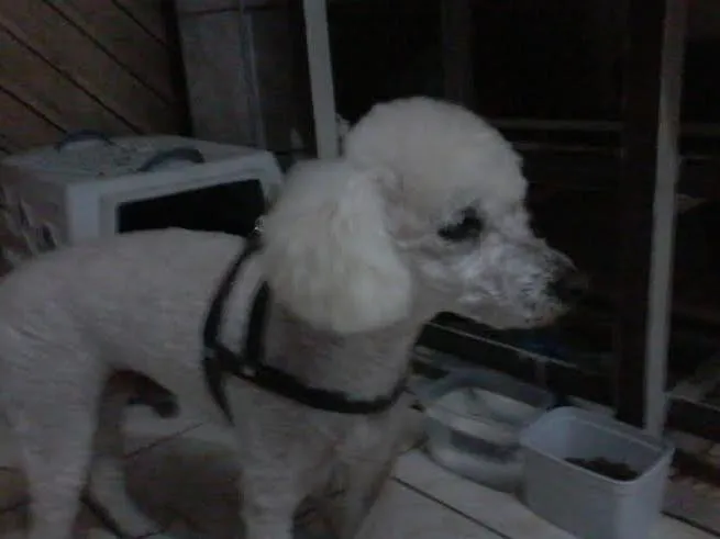 Cachorro ra a Poodle idade 1 ano nome POODLE ROY