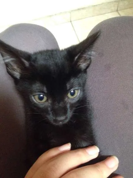 Gato ra a SRD idade 2 a 6 meses nome Gregorio 