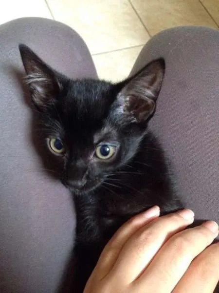 Gato ra a SRD idade 2 a 6 meses nome Gregorio 