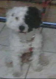Cachorro raça SRD idade 7 a 11 meses nome Preto e Branco