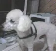 POODLE ROY