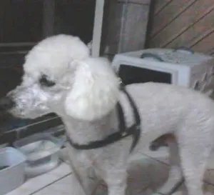 Cachorro raça Poodle idade 1 ano nome POODLE ROY
