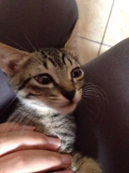 Gato ra a SRD idade 2 a 6 meses nome Dominique