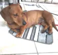 Basset