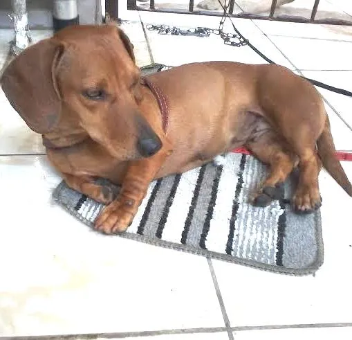 Cachorro ra a Basset-Cofap idade 1 ano nome Basset