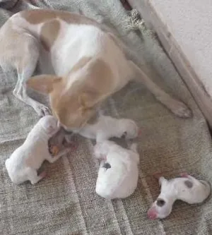 Gato raça Vira-lata idade Abaixo de 2 meses nome Não tem nome