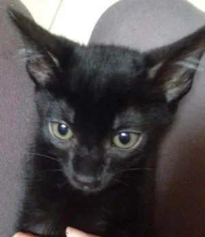 Gato raça SRD idade 2 a 6 meses nome Gregorio 