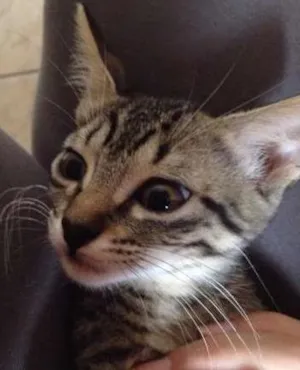Gato raça SRD idade 2 a 6 meses nome Dominique