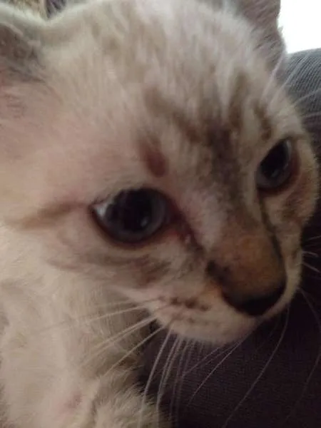 Gato ra a SRD idade 2 a 6 meses nome Analua