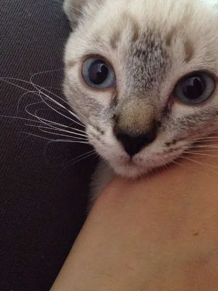 Gato ra a SRD idade 2 a 6 meses nome Analua