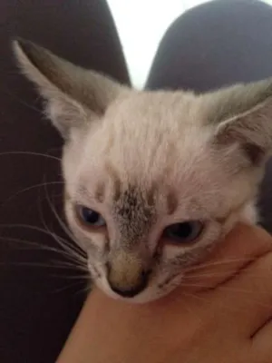 Gato raça SRD idade 2 a 6 meses nome Jurema