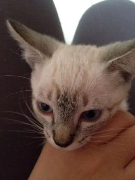Gato ra a SRD idade 2 a 6 meses nome Jurema
