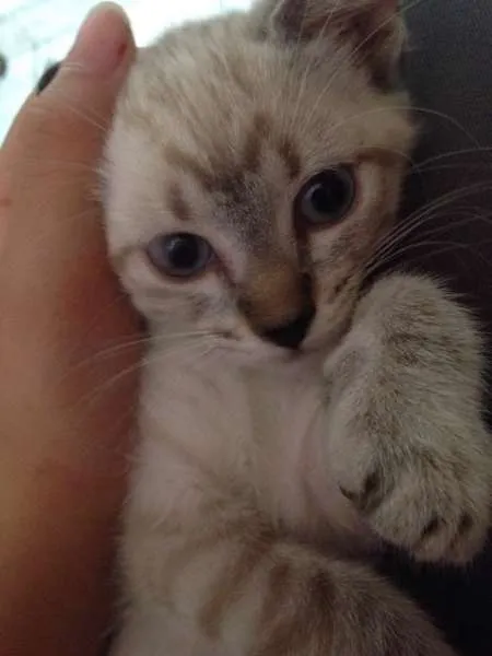 Gato ra a SRD idade 2 a 6 meses nome Jurema