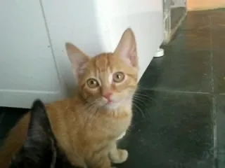 Gato raça desconhecida idade 2 a 6 meses nome simba