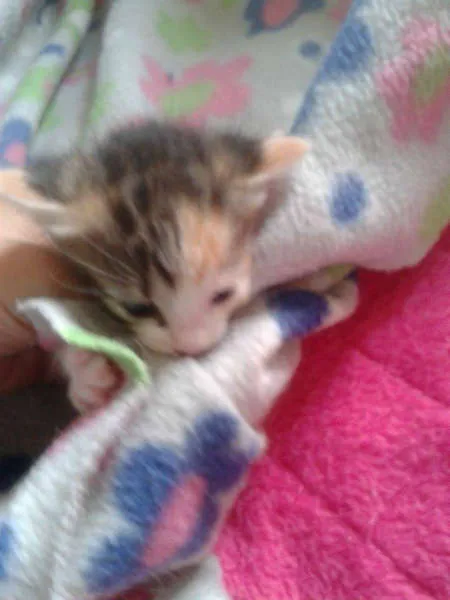 Gato raça SRD idade 2 a 6 meses nome LOLITA
