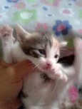 LOLITA