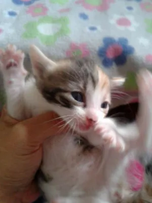 Gato raça SRD idade 2 a 6 meses nome LOLITA