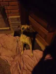 Adote