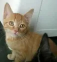 simba