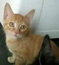 Gato raça desconhecida idade 2 a 6 meses nome simba