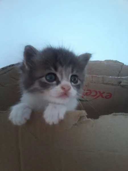 Gato raça Burmilla idade Abaixo de 2 meses nome Tom