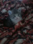 Tom
