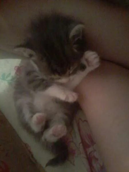 Gato raça Burmilla idade Abaixo de 2 meses nome Tom